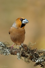 Hawfinch/Kernbeisser