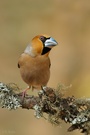 Hawfinch/Kernbeisser