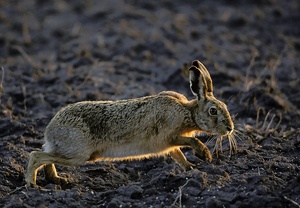 Osterhase bei der Eiersuche