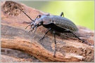 Gekörnter Laufkäfer (Carabus granulatus)