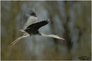 Graureiher (Ardea cinerea)