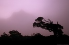 Nebel