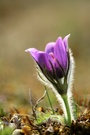 Pulsatilla vulgaris