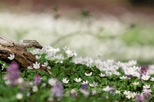 Frühling im Buchenwald