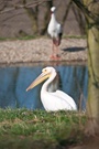 Pelikan auf Abwegen.