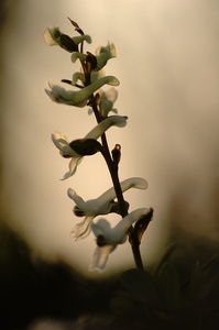 Im abendlichen Gegenlicht