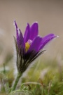 Küchenschelle (pulsatilla vulgaris)