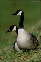 Kanadagans (Branta canadensis)