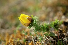 Adonisröschen (adonis vernalis)