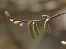 Frühling