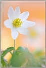 ~ im abendlichen Lichte ~ *Anemone nemorosa*