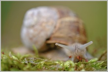 Weinbergschnecke (Helix pomatia)