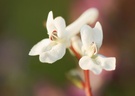Hohler Lerchensporn