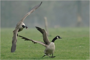 Branta