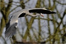 Graureiher (Ardea cinerea)