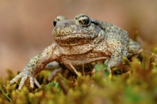 Geburtshelferkröte (Alytes obstetricans)