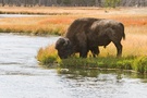 Bison