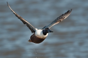 Abflug der Löffelente