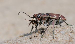 Dünensandlaufkäfer mit Beute