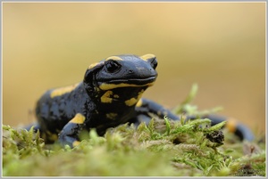 Feuersalamander (Salamandra salamandra)