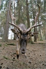 Der neugierige Damhirsch