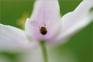 Buschwindkäfer