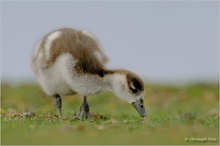 Nilgans (Alopochen aegyptiacus)