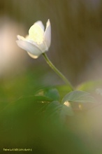 Der Sonne entgegen