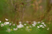 Frühling im Wald