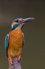 Eisvogel im April - Brandenburg im Frühjahr