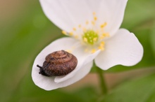 Schnecke mit Haus und Vorgarten