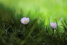 Im Garten