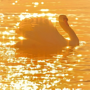 Fire - Swan