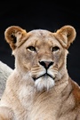 Panthera leo