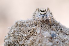 Eine "Beutlersche Springspinne"