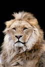 Panthera leo