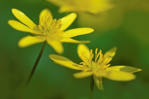 Ranunculus ficaria
