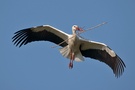 Storchflug mit Nistbaum