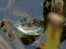 Mücke sticht Frosch