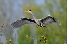 Ardea...