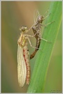 Frühe Adonisjungfer (Pyrrhosoma nymphula)