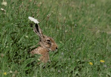 Frohe Ostern