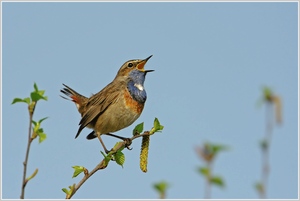 Blaukehlchen