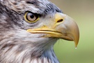 Haliaeetus leucocephalus