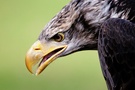 Haliaeetus leucocephalus