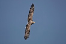 Seeadler