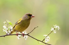 Grünfink (Carduelis chloris)