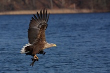 Seeadler