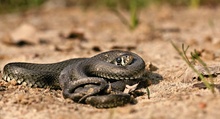 Ringelnatter (Natrix natrix)