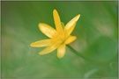 erste Sonnenstrahlen... Scharbockskraut *Ranunculus ficaria*